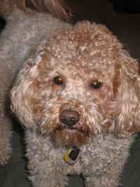 brady