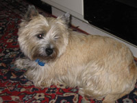 pepper